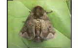 Phlossa conjuncta