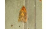 Microleon longipalpis