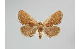 Phrixolepia sericea