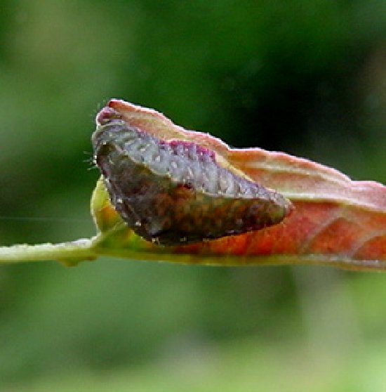 幼虫写真6