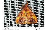 Cifuna Cifuna