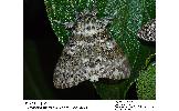Lymantria mathura aurora