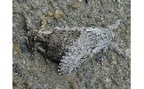 Calliteara argentata