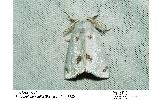 Sphrageidus Sphrageidus