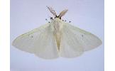 Arctornis Arctornis