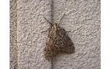 Parocneria Parocneria