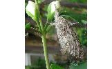 Calliteara argentata