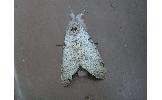 Calliteara lunulata