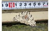 Lymantria Lymantria