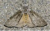 Calliteara Calliteara