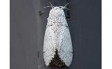 Calliteara pseudabietis