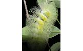 Calliteara taiwana aurifera