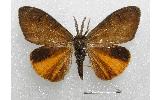 Orgyia triangularis