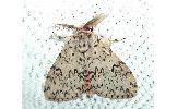 Lymantria Lymantria