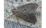 Parocneria Parocneria