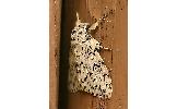 Lymantria Lymantria