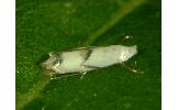 Microthauma glycinella