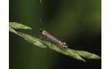 Lyonetia boehmeriella