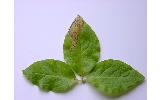 Lyonetia ledi