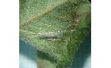 Lyonetia prunifoliella malinella