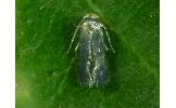 Gen. sp.