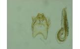 Gen. sp.