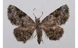 Mataeomera biangulata
