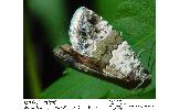 Maliattha Maliattha