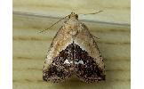 Maliattha Maliattha