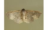 Oruza glaucotorna