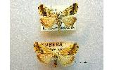 Acontia Acontia