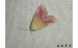 Eublemma Eublemma