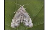 Holocryptis Holocryptis