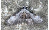 Araeopteron sp.