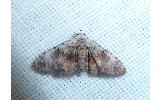 Araeopteron Araeopteron