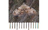 Araeopteron Araeopteron