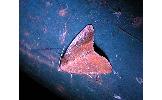 Amyna sp.