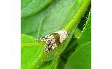 Maliattha signifera
