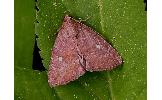 Amyna sp.