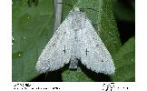 Acronicta Acronicta