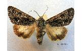 Viminia lutea leucoptera