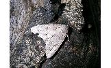 Acronicta major