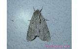 Acronicta Acronicta