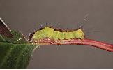 Hyboma adaucta