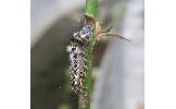 Viminia Viminia