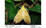 Asota ficus