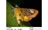 Asteropetes noctuina