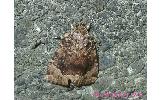 Amphipyra Amphipyra