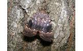Amphipyra Amphipyra