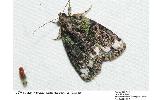 Cryphia Cryphia